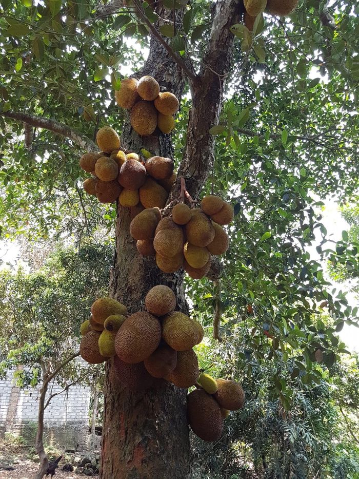 Những chùm quả trĩu nặng