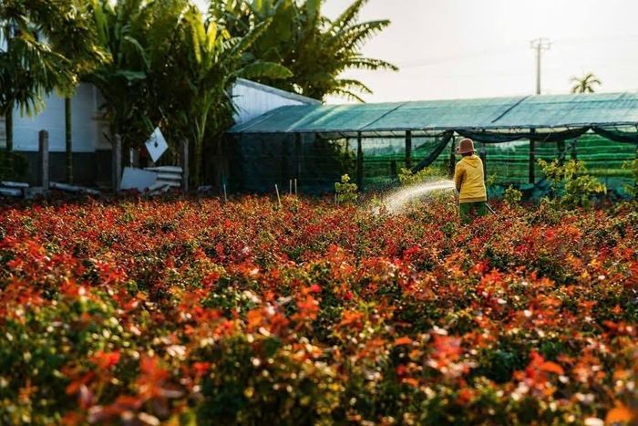 Sản xuất tập trung và chuyển đổi số nâng tầm nhãn hiệu tập thể hoa Nghĩa Hiệp.