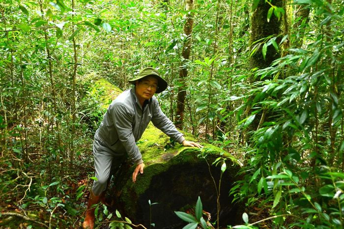 Phóng viên Báo CAND bên một cây thông hai lá dẹt bị lâm tặc cưa hạ nhưng chưa kịp lấy đi.
