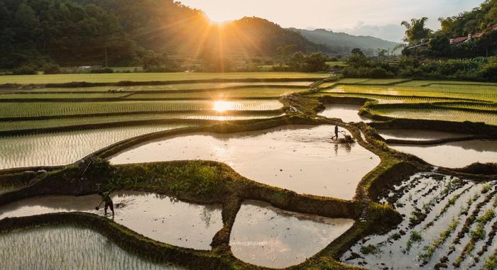 Đồng bào cần mẫn cày bừa, làm đất trên những thửa ruộng ngập nước, chuẩn bị cho công đoạn cấy lúa.