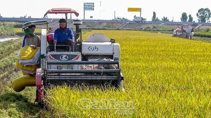 HTX Nông nghiệp tổng hợp Ba Ðình thu hoạch lúa BL9 sản xuất theo hướng an toàn.