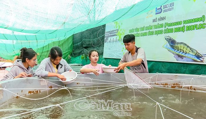 Sinh viên Khoa Nông nghiệp và Thủy sản, Trường Ðại học Bạc Liêu, thực nghiệm mô hình nuôi tôm công nghệ cao. Ảnh: ANH TUẤN