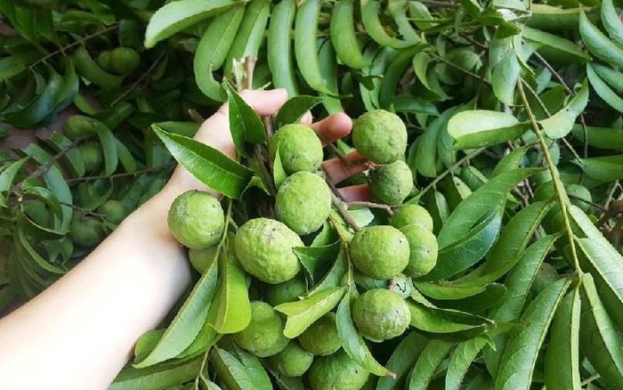 Chọn quả sấu già, không sâu bệnh là bước đầu để làm nên hũ sấu ngâm ngon lành. Ảnh minh họa.