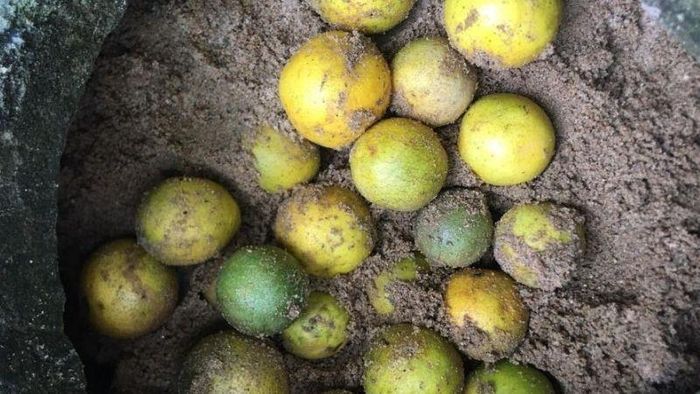 Ủ trong hộp cát – mẹo dân gian giữ chanh luôn căng mọng. Ảnh minh họa.