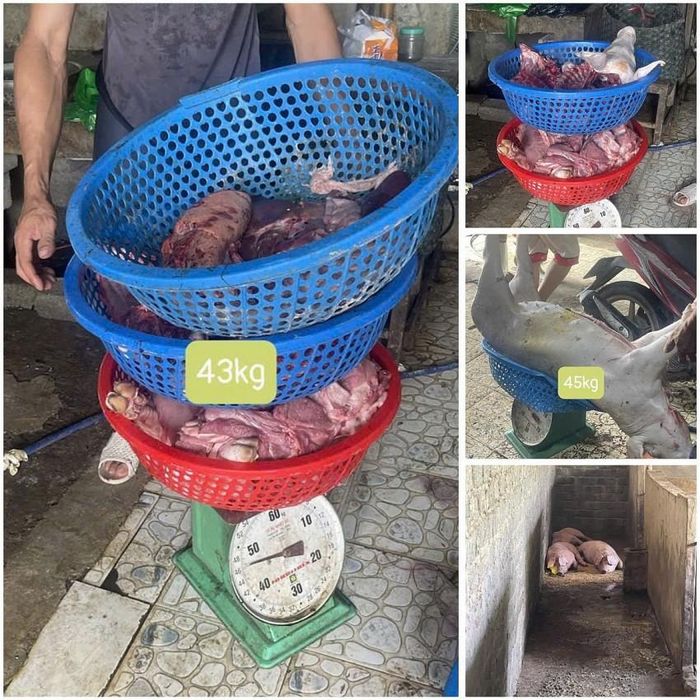 Số lợn mắc dịch tả lợn châu Phi được các đối tượng giết mổ, chuẩn bị đưa ra thị trường tiêu thụ.