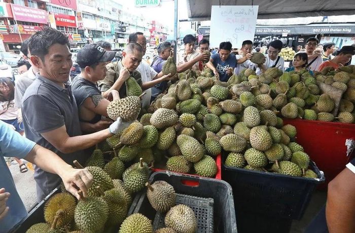 Ngành nông nghiệp Malaysia đang chứng kiến một hiện tượng dư thừa sản lượng sầu riêng chưa từng có kéo dài đến tháng Tám