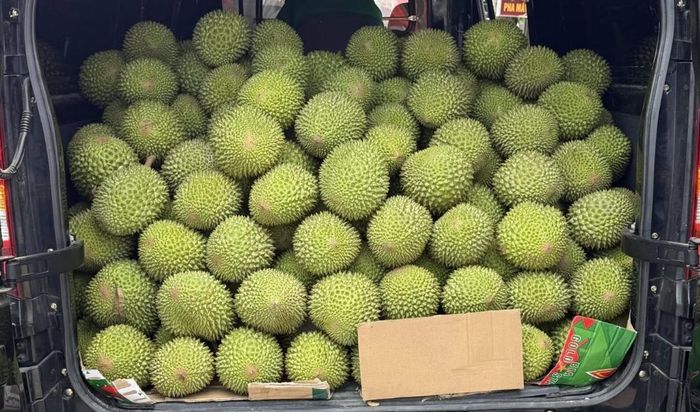 Sự bùng nổ sản lượng này tác động trực tiếp đến giá trị thương phẩm của sầu riêng, đặc biệt là giống Musang King nổi tiếng của Malaysia