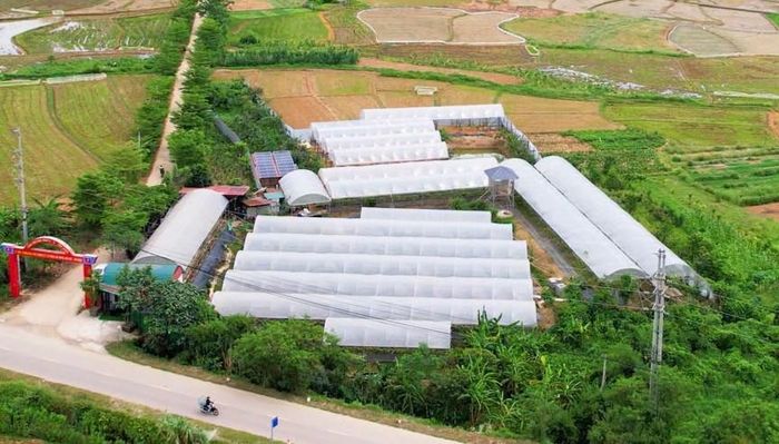 Trong thời gian tới, người dân có thể tới tham quan miễn phí vườn nho nhà chị Quyên. Ảnh: Hữu Thiện