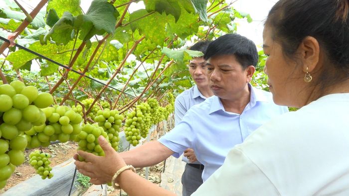 Từng chùm nho căng mọng là nỗ lực lớn của gia đình chị Quyên trong việc mạnh dạn chuyển đổi mô hình trồng trọt và ứng dụng canh tác hiện đại. Ảnh: Hữu Thiện.