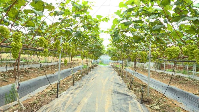Vườn nho nhà chị Đinh Thị Quyên. Ảnh: Hữu Thiện.