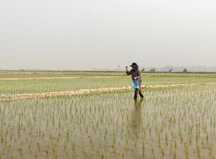 Bà con bón phân cho cây lúa. Ảnh: Tùng Nguyễn.