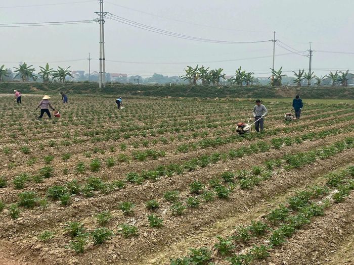 Nông dân xã Kiều Phú chăm chỉ lao động sản xuất trên đồng ruộng. Ảnh: Kiều Mạnh
