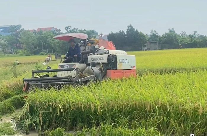Việc sử dụng máy cấy, máy gặt giúp các thành viên HTX nông nghiệp Liệp Tuyết và nông dân giảm chi phí, sức lao động. Ảnh: Kiều Mạnh