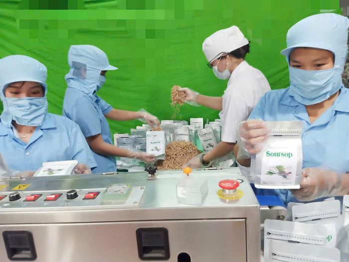 Trà Mãng Cầu Kim Nhiên đạt OCOP 4 sao đã tạo việc làm cho khoảng 50 lao động địa phương. Ảnh: PV