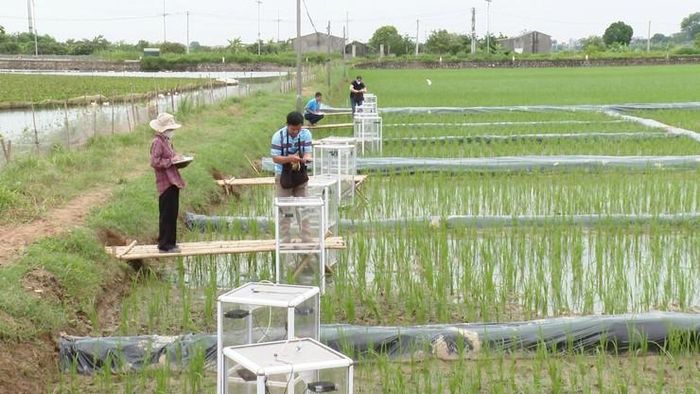 Xã Ứng Hòa Hà Nội triển khai thí điểm mô hình trồng lúa giảm phát thải khí nhà kính gắn với tín chỉ các-bon. Ảnh: Phùng Lương