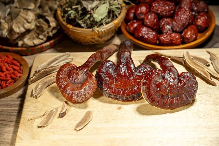 Giống nấm lim xanh của HTX thương mại và dịch vụ Hải Nam tuyển chọn và nuôi trồng có hàm lượng hoạt chất sinh học cao nổi bật. Ảnh: Hy Ninh