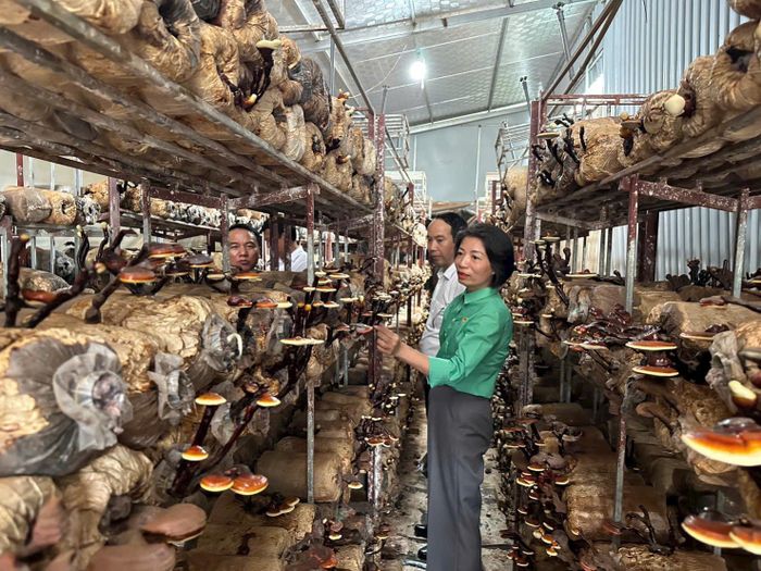 Đoàn công tác xã Thiên Lộc thăm mô hình trồng nấm của anh Lê Văn Hợp. Ảnh: Hy Ninh