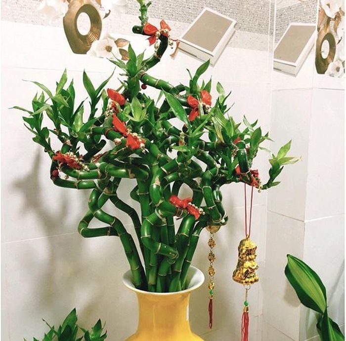 Có một số loại cây tài lộc phổ biến trong phong thủy hay được những nhà kinh doanh ưa chuộng.