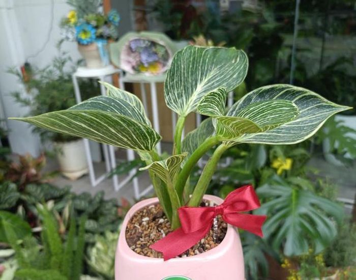 Cây kim đế vương có ý nghĩa mang đến sự may mắn, phát tài, phát lộc cho người tuổi Nhâm Dần 1962.