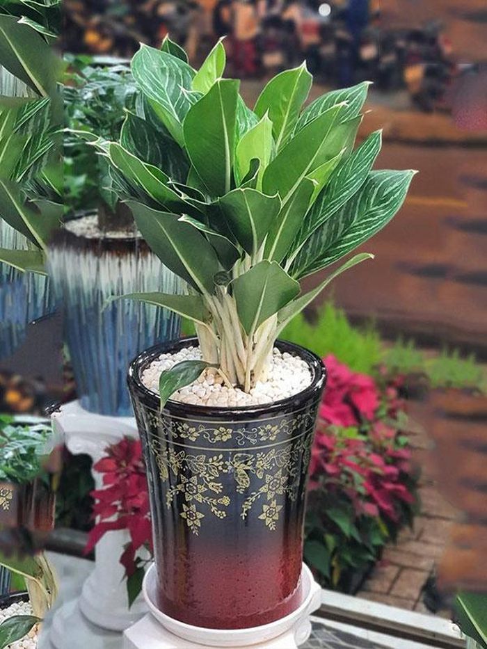 Cây phong thủy bạch mã hoàng tử mang ý nghĩa giúp mang lại may mắn và tài lộc cho người tuổi Bính Dần.
