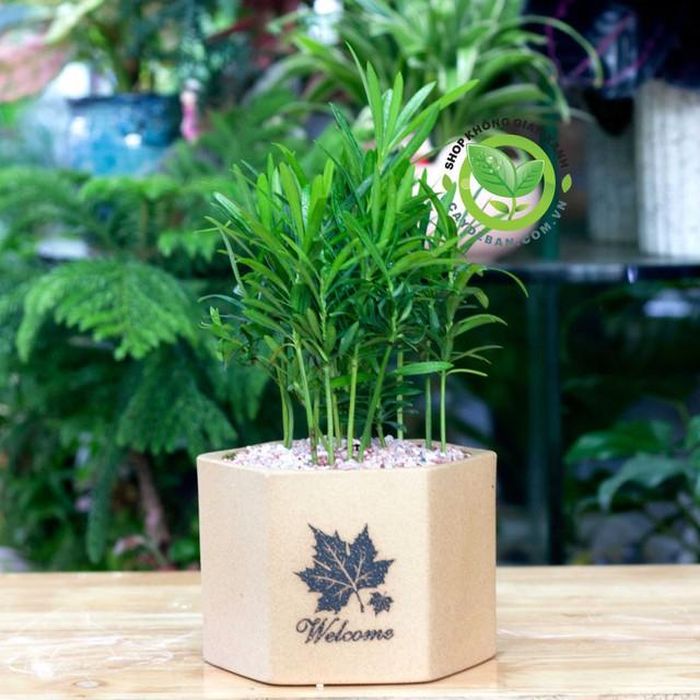 Những loại cây phong thủy để bàn phù hợp tuổi Giáp Dần như: Cọ nhật, cây lan chi, cây phát tài, cây vạn niên tùng, cây sung...