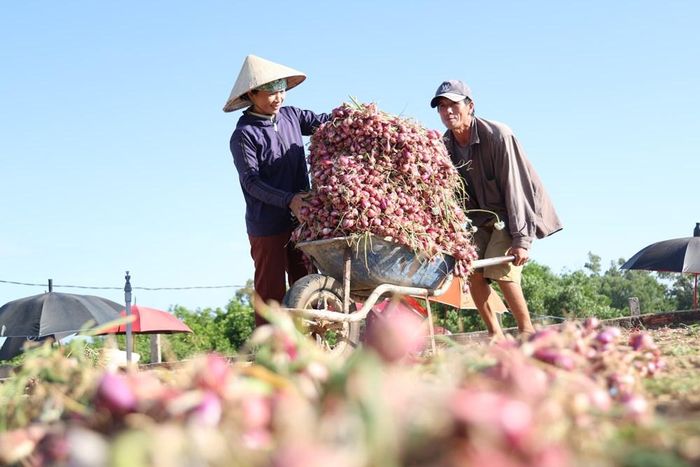 Cánh đồng hành tím Bình Hải tạo sinh kế ổn định cho người dân xã Vạn Tường
