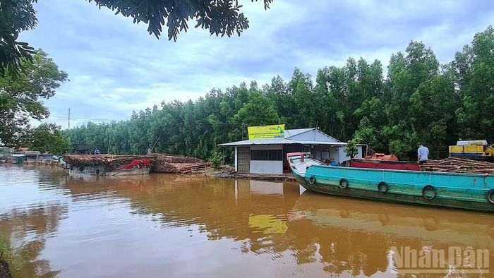 Một khu vực tập trung đông đúc ghe thu mua gỗ cây rừng trên địa bàn xã Nguyễn Phích, tỉnh Cà Mau.