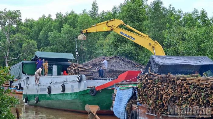 Hoạt động thu mua gỗ keo lai trên địa bàn xã Nguyễn Phích, tỉnh Cà Mau.