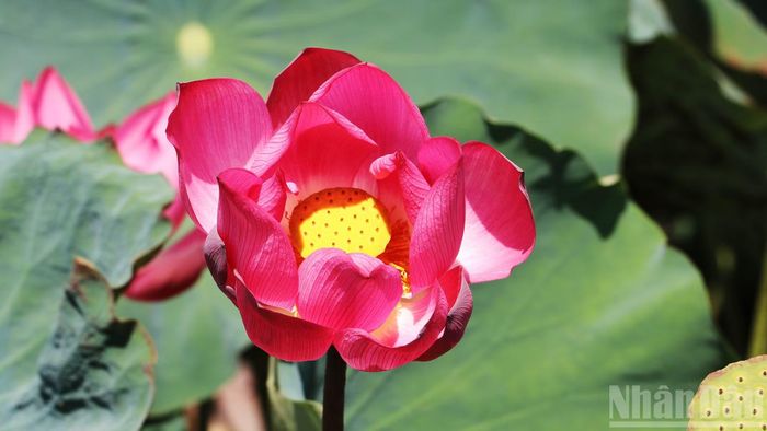 Đây là lúc hoa sen ở Đại An bắt đầu nở, tỏa hương thơm ngát.
