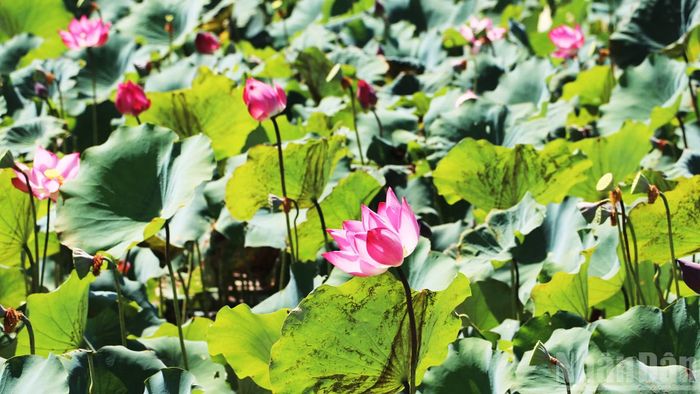 Hoa sen tỏa hương thơm ngát giữa đầm sen rộng lớn.