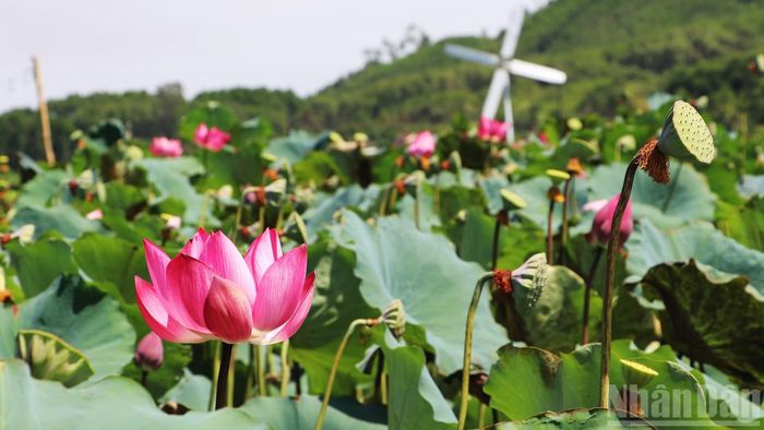 Người dân trồng sen cho thu nhập cao hơn 2-3 lần so với trồng lúa.