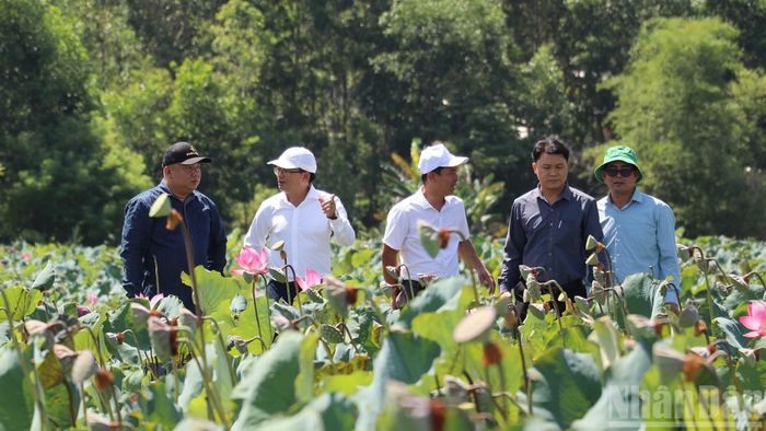 Lãnh đạo xã Phú Ninh kiểm tra mô hình trồng sen trên đất lúa kém hiệu quả gắn với du lịch cộng đồng thôn Đại An.