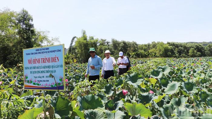 Mô hình trồng sen trên đất lúa kém hiệu quả gắn với du lịch cộng đồng thôn Đại An đang giúp người dân có thu nhập ổn định hơn.