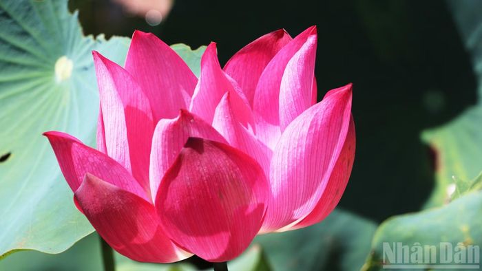 Hoa sen ở điểm du lịch Đại An nở rộ, tỏa hương thơm ngát một cánh đồng.