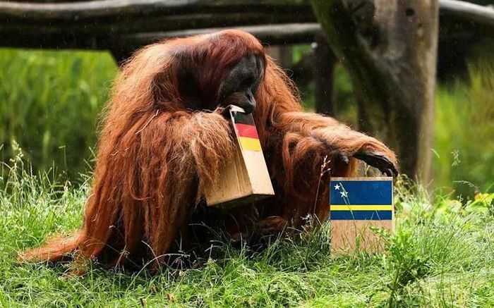Đười ươi Walter dự đoán Đức thắng Ecuador ở lượt trận thứ ba bảng E World Cup 2026. Ảnh: Yahoo Sports