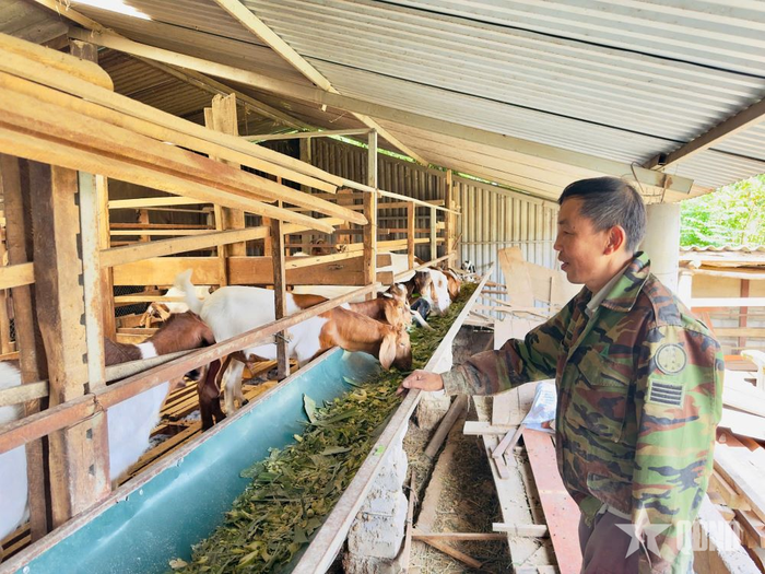 Mô hình chăn nuôi dê của ông Phạm Văn Chiến.