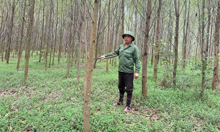 Khoảnh rừng của cán bộ nhận tiền hỗ trợ thiệt hại thiên tai bị người dân phát hiện.