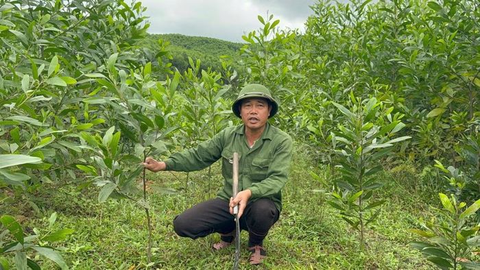 Một khoảnh rừng vừa mới trồng, không bị thiệt hại của cán bộ thôn cũng được đưa vào danh sách hỗ trợ thiên tai để trục lợi.