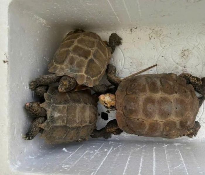 3 cá thể rùa quý được người dân giao nộp.