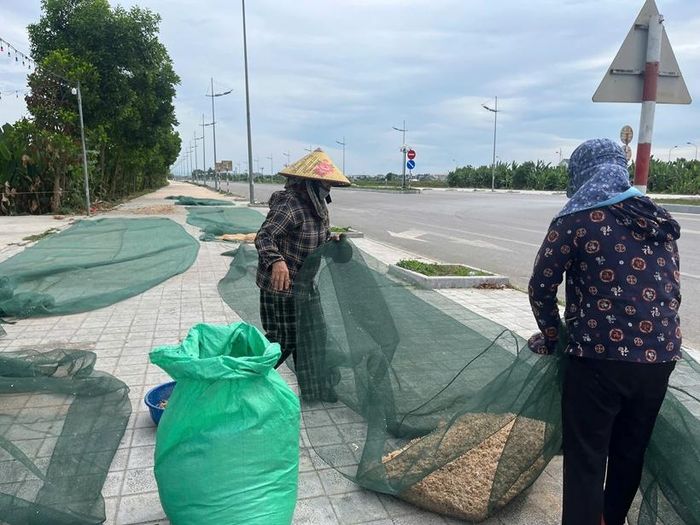  Khi moi đã khô, bà con đóng vào bao tải.
