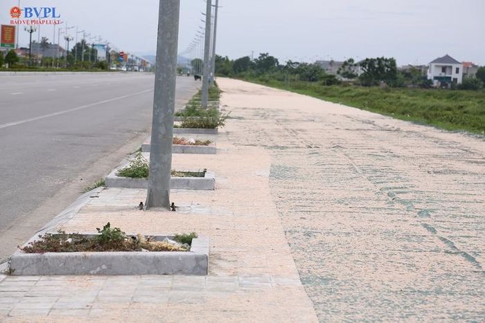  Moi phơi trải dài hàng cây số.