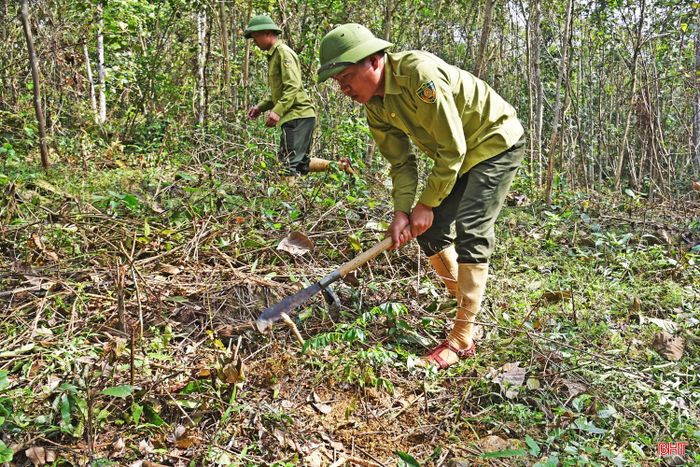 Cán bộ Đội BVR Cây Trồ tuần tra kết hợp kiểm tra khu vực rừng trồng cây bản địa của đơn vị.