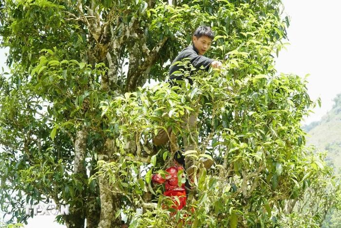 Người dân Sín Chải thu hoạch chè cổ thụ Shan tuyết. (Ảnh: Trung Kiên/TTXVN)