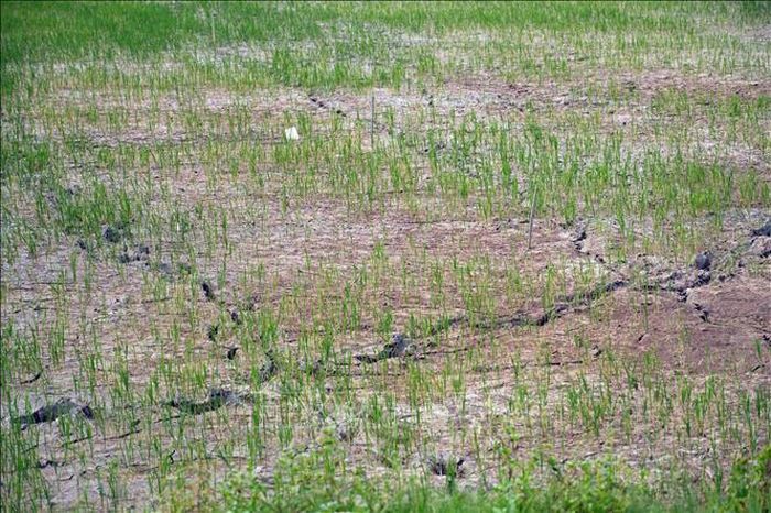 Cây lúa chậm phát triển do thiếu nước.