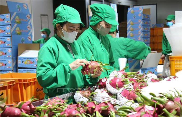 Doanh nghiệp TP. Hồ Chí Minh ngày càng đóng vai trò quan trọng trong dẫn dắt chuỗi giá trị nông sản từ sản xuất đến tiêu thụ.
