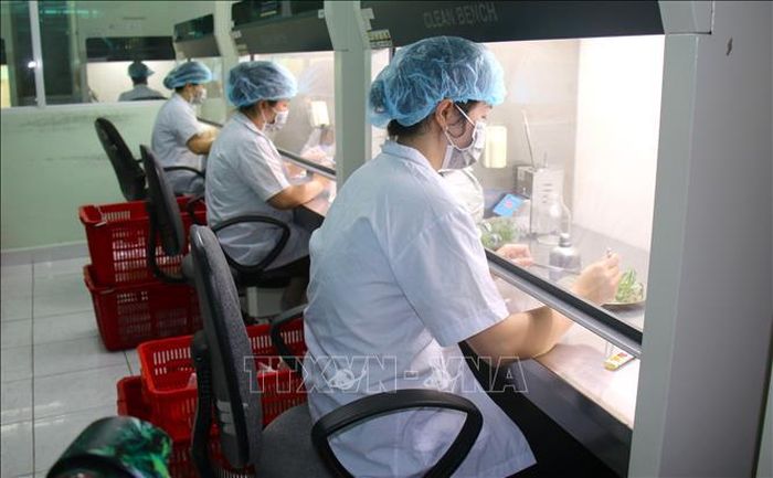 Cây giống cấy mô từ phòng thí nghiệm Khu Nông nghiệp Công nghệ cao TP. Hồ Chí Minh đảm bảo tính đồng nhất, sạch bệnh, cho năng suất và hiệu quả cao trong thực tế sản xuất.