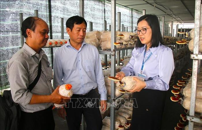 Ứng dụng công nghệ cao vào sản xuất các giống dược liệu quý nhằm gia tăng gia tăng giá trị kinh tế cho sản phẩm.