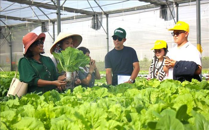 Sinh viên thăm quan, học tập mô hình rau thủy canh tại Khu Nông nghiệp công nghệ cao TP Hồ Chí Minh. Ảnh: Hương Giang/TTXVN