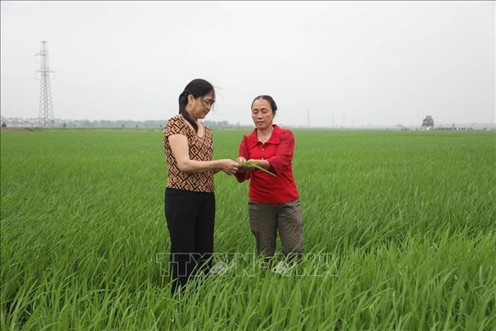 Sản phẩm chủ lực của hợp tác xã Nhân Lý, xã Xuân Lãng là gạo ngon Phú Xuân, loại gạo được sản xuất tập trung, kiểm soát chặt chẽ từ khâu giống, canh tác đến thu hoạch.