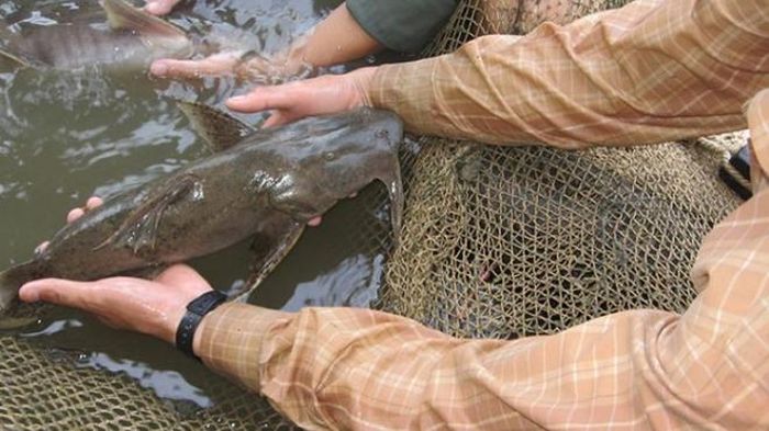 Một con cá ké bán lấy thịt có giá dao động từ 500.000 đồng đến 650.000 đồng/kg. Ảnh minh họa.